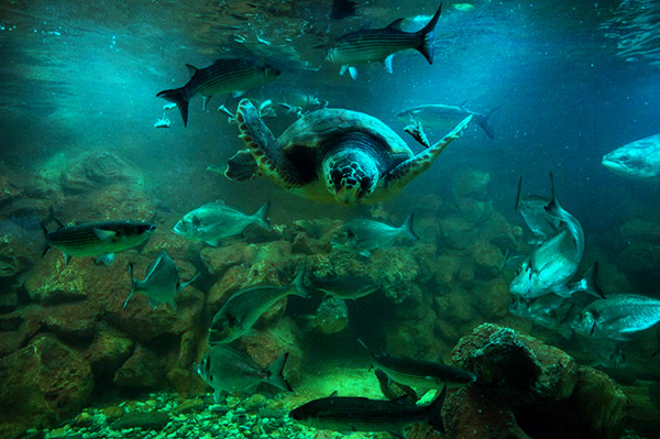 Aquarium von Elba